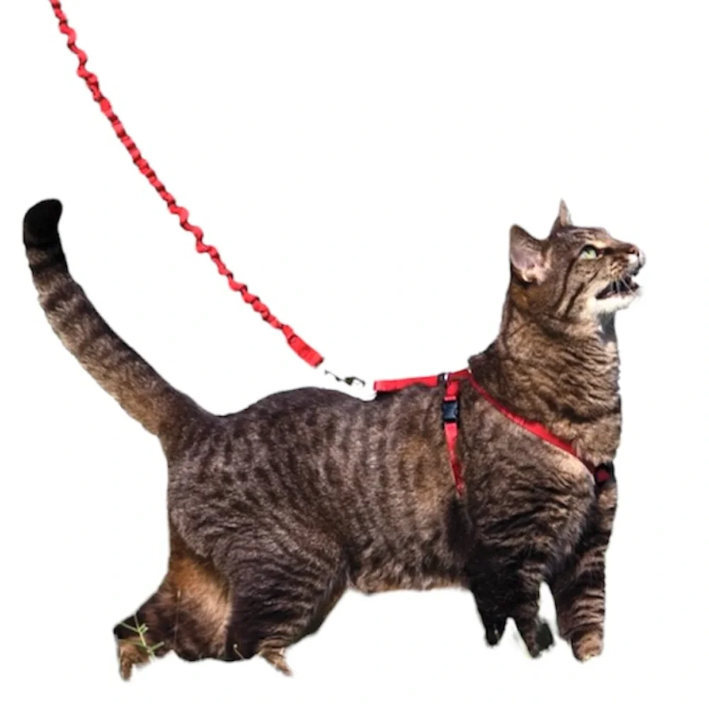 Pet Safe Cat Red Bungee Leash and Harness